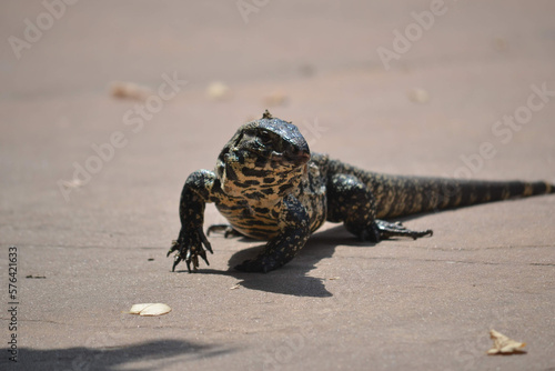 reptile in a natural refuge