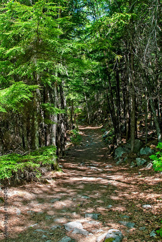 Hiking Path in Skagway  Alaska