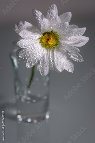 Una margarita blanca con gotas de agua y colocada en un pequeño jarrón de cristal transparente © Maria