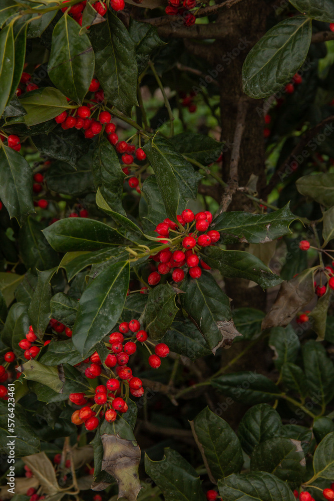 The background is blurred, drawing the viewer's attention to the intricate details of the holly. The background is blurred, drawing the viewer's attention to the intricate details of the holly.