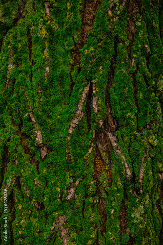 green moss on tree trunk