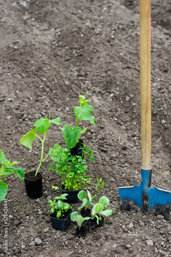 Cabbage seedlings, herb seedlings in containers on soil in blue shovel and black soil background, gardening concept, copy space

