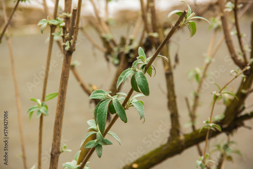 Autumn Leaves. leaves on a branch