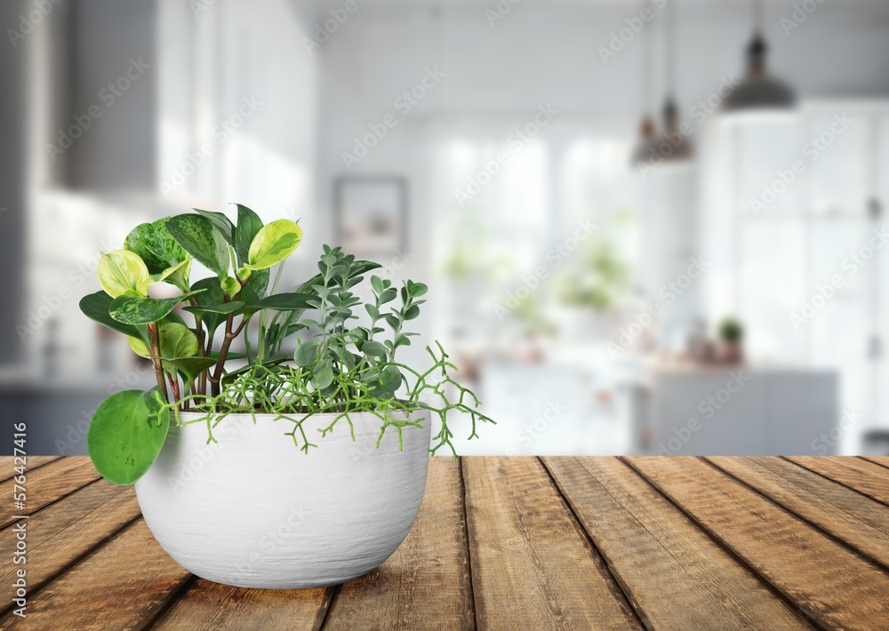 interior with big window and green house plant interior with big window and green house plant