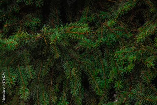 Branches of green fir.  green forest background