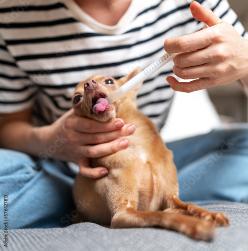 Injecting medicine to small dog through mouth using dispenser at home.