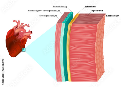 The Layers of the Heart Wall Anatomy. Myocardium, Epicardium, Endocardium and Pericardium. Heart wal structure diagram photo