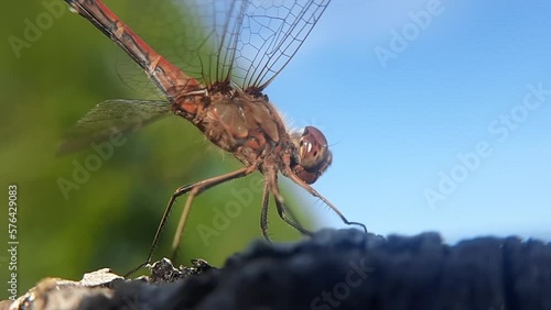Wallpaper Mural dragonfly resting on a branch Torontodigital.ca