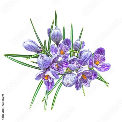 Violet crocuses isolated on white background. Top view