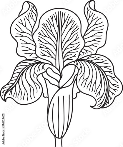 Drawing of Iris flower, its meaning is wisdom and faith. Vector illustration.