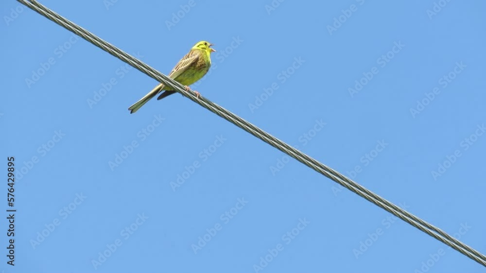 Common oatmeal (Latin Emberiza citrinella) sits on electrical wires. A songbird in the wild.Video. Common oatmeal (Latin Emberiza citrinella) sits on electrical wires. A songbird in the wild.Video.