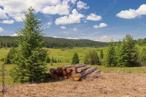 A summer view to the beautiful valley "Zhuri" full of trees with blue sky above at Sumava, Czech republic