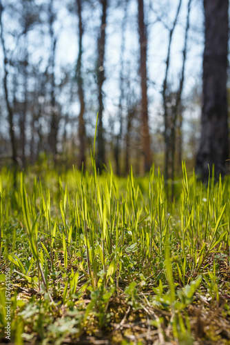 Soft focused shot of green young grass sprouts in the forest. Spring time nature, vertical shot