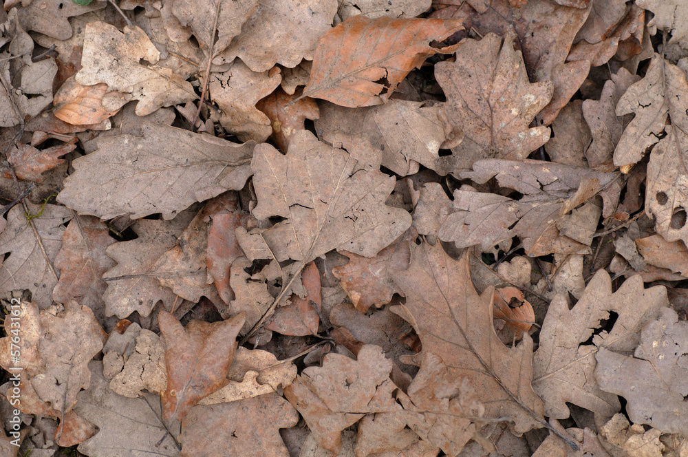 old fallen leaves lie on the ground. Сloseup background
old fallen leaves lie on the ground. Сloseup background