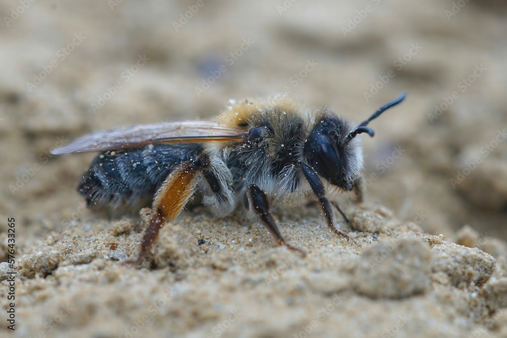 Closeup on a female grey-gastered mining bee,Andrena tibialis covered under sand Closeup on a female grey-gastered mining bee,Andrena tibialis covered under sand