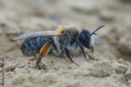 Closeup on a female grey-gastered mining bee,Andrena tibialis covered under sand