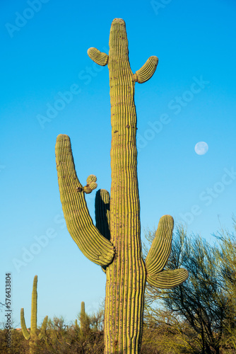 Cacti and Moon at Saguaro National Park in Southern Arizona