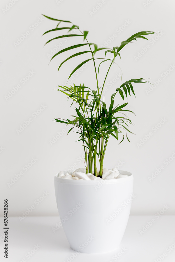 A green houseplant, parlour bella palm, in a white plant pot against a white background