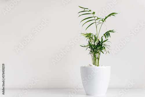 Plants in pot on white table. Front view. Place for text, copy space, mockup