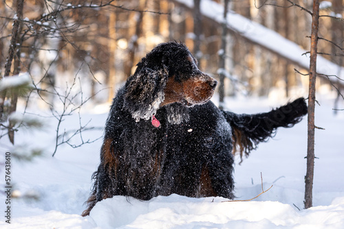Adult gordon setter in winter forest