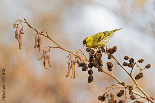 A Eurasian siskin (Spinus spinus) foraging in a tree in winter. photo