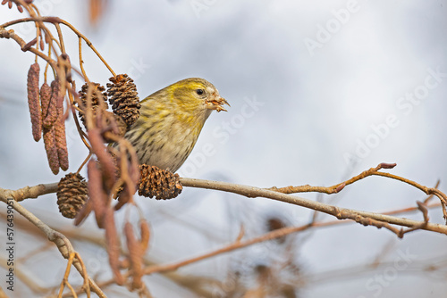 A Eurasian siskin (Spinus spinus) foraging in a tree in winter.