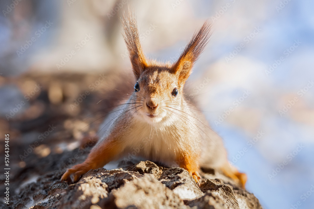 Fototapeta premium Red squirrel sits in the grass...