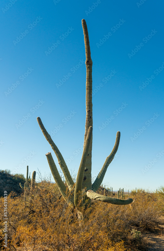 Tall Cacti, Saguaro National Park in Southern Arizona