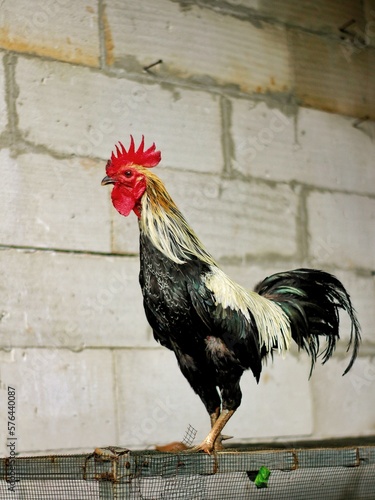 rooster in the farm