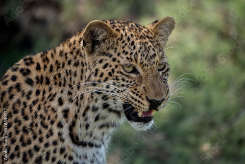 Eine Nahaufnahme eines Leopard mit auffallender Musterung in Botswana, Afrika