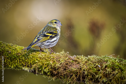 Eurasian siskin portrait from nature