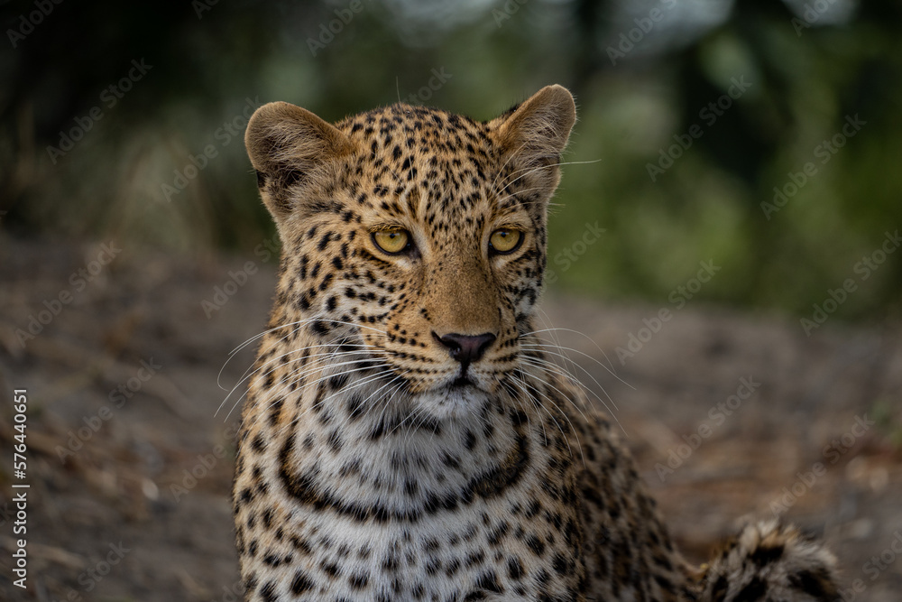 Eine Nahaufnahme eines einzelnen Leopard mit auffallender Musterung in Botswana, Afrika Eine Nahaufnahme eines einzelnen Leopard mit auffallender Musterung in Botswana, Afrika