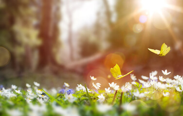 Forest glade with lots of white spring flowers and butterflies on a sunny day