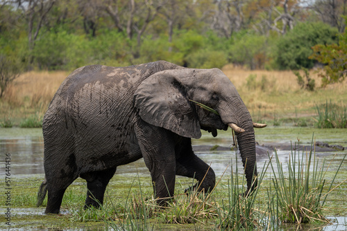 Ein großer Elefant mit Stoßzähnen und langem Rüssel marschiert durch einen See im Okavango Delta in Botswana, Afrika