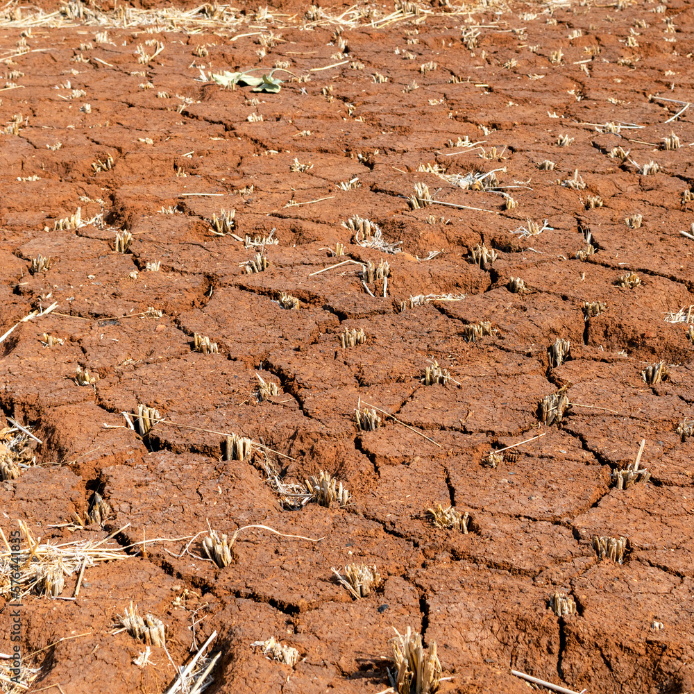 remains-of-paddy-also-known-as-rice-in-the-red-soil-with-cracks-on-it