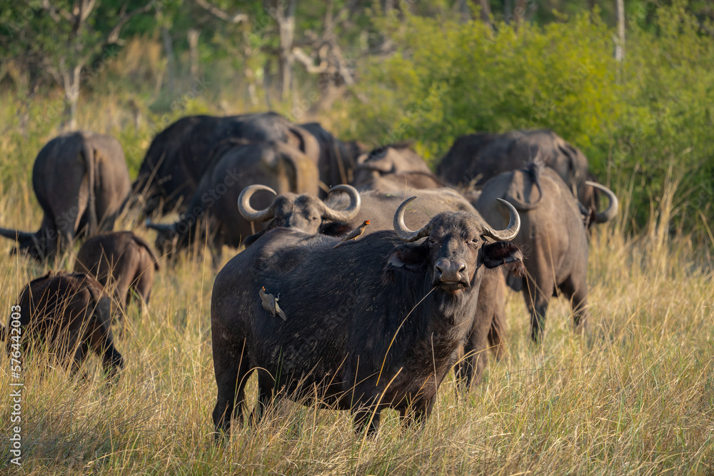 Eine Herde Büffel steht im dichten Grasland im im Okavango Delta in Botswana, Afrika