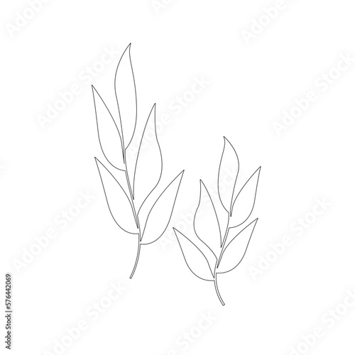 Outline leaves isolated on white background. Vector illustration. Line brunches for d  cor. Design floral element. Two branches with leaves on a white background black outline.