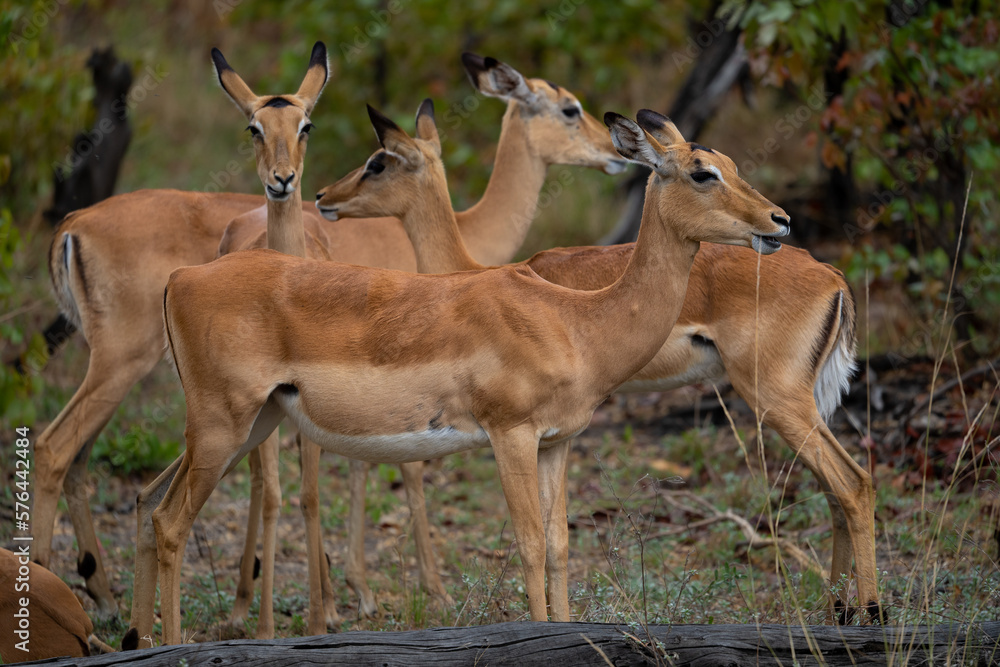 Eine Herde Impalas in Botswana, Afrika Eine Herde Impalas in Botswana, Afrika
