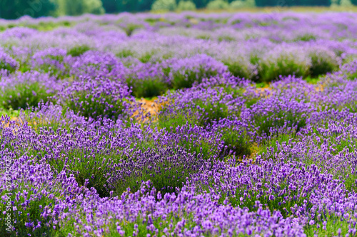 lavender field flowering bushes outdoors