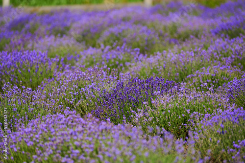 lavender field flowering bushes outdoors