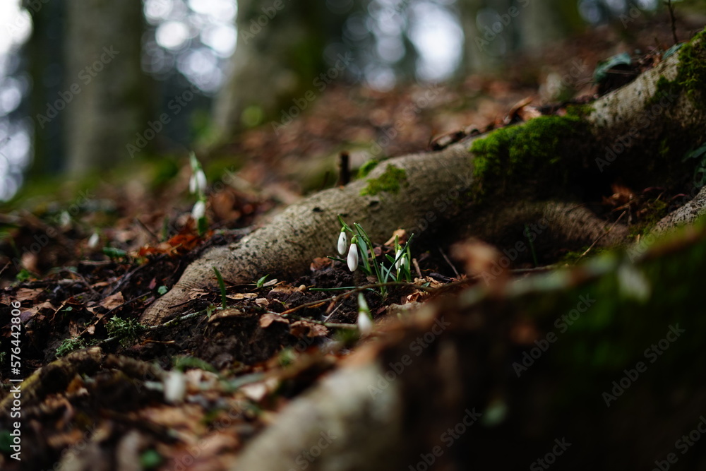 Little snow drops growing through the roots of a tree Little snow drops growing through the roots of a tree