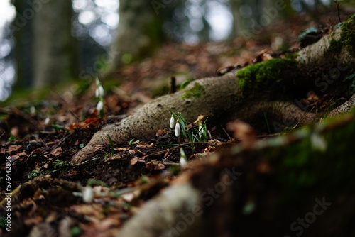 Little snow drops growing through the roots of a tree