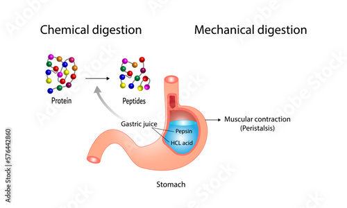 Protein Digestion in stomach. Chemical and mechanical digestion, Peristalsis. Gastric juice, pepsin and hydrochloric acid, digesting and breaking the protein into small peptides. Vector illustration. photo