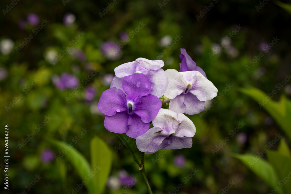 Brunfelsia 'Yesterday, Today, Tomorrow' Flower Brunfelsia 'Yesterday, Today, Tomorrow' Flower