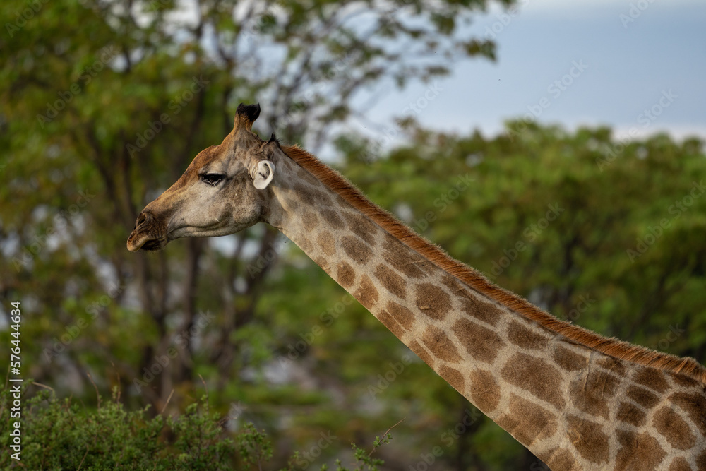 Eine Giraffe mit prächtiger Musterung und langem Hals in der Savanne des Okavango Delta in Botswana, Afrika Eine Giraffe mit prächtiger Musterung und langem Hals in der Savanne des Okavango Delta in Botswana, Afrika