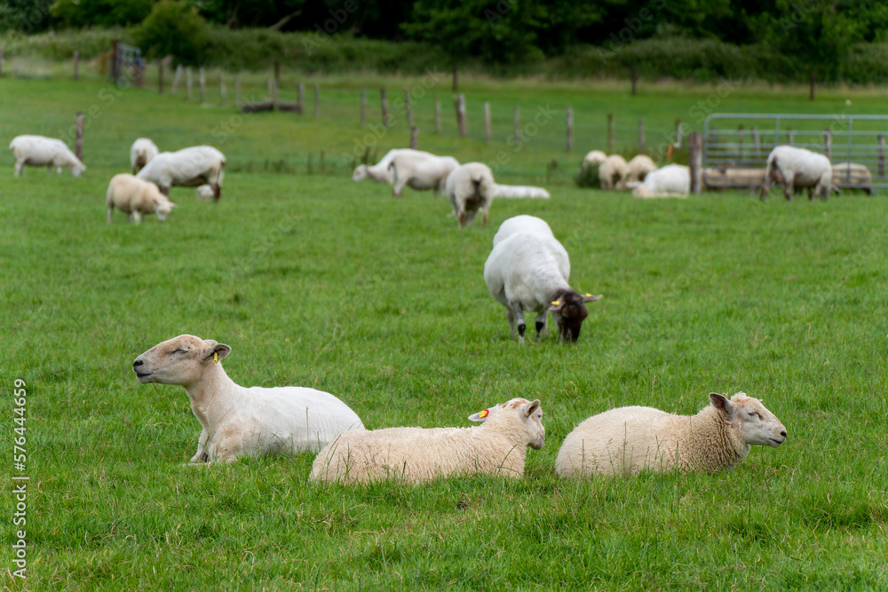 Cute sheep. Sheep on free grazing. Livestock farm, ecological production. Herd of sheep on green grass field Cute sheep. Sheep on free grazing. Livestock farm, ecological production. Herd of sheep on green grass field
