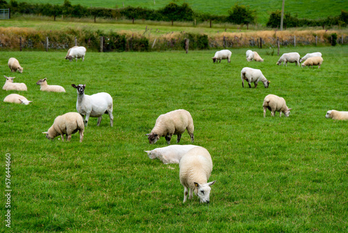 Cute sheep on a field. Sheep on free grazing. Livestock farm, ecological production. Herd of sheep on green grass field