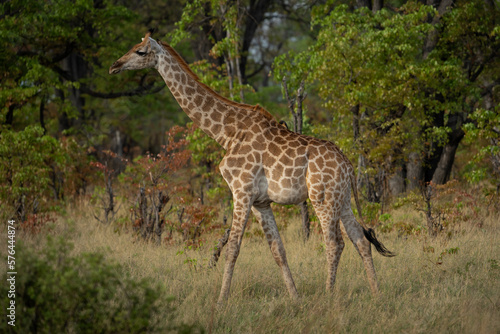 Eine Giraffe mit prächtiger Musterung läuft durch die Savanne des Okavango Delta in Botswana, Afrika