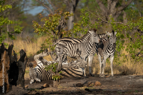 Eine Herde Zebras spielt zwischen B  umen im Okavango Delta Botswana  Afrika