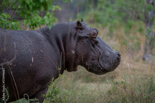 Nahaufnahme eines Nilpferd / Flusspferd / Hippo an Land im Okavango Delta, Botswana, Afrika photo